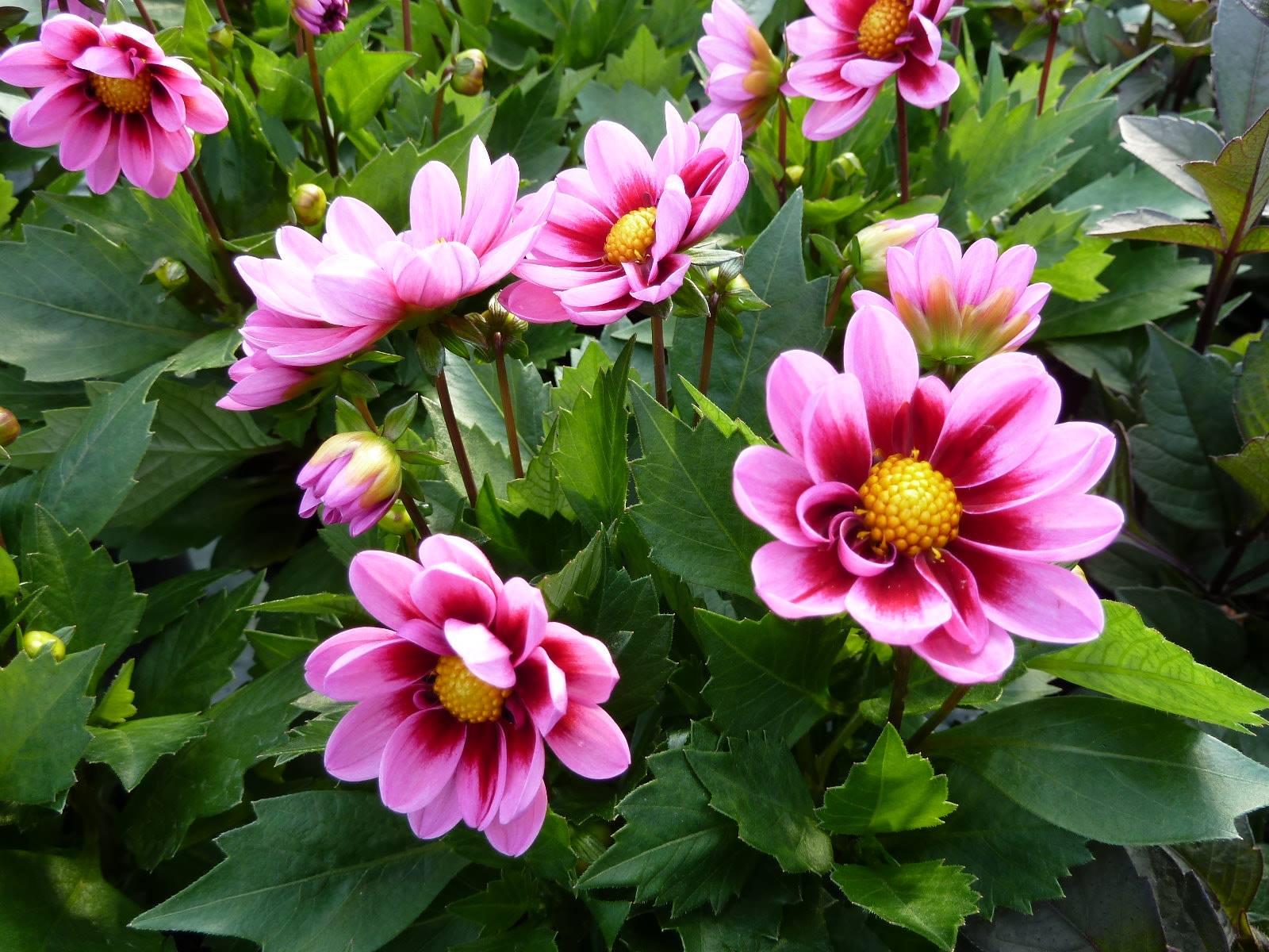 Sommarblommor annicas handelsträdgård piteå