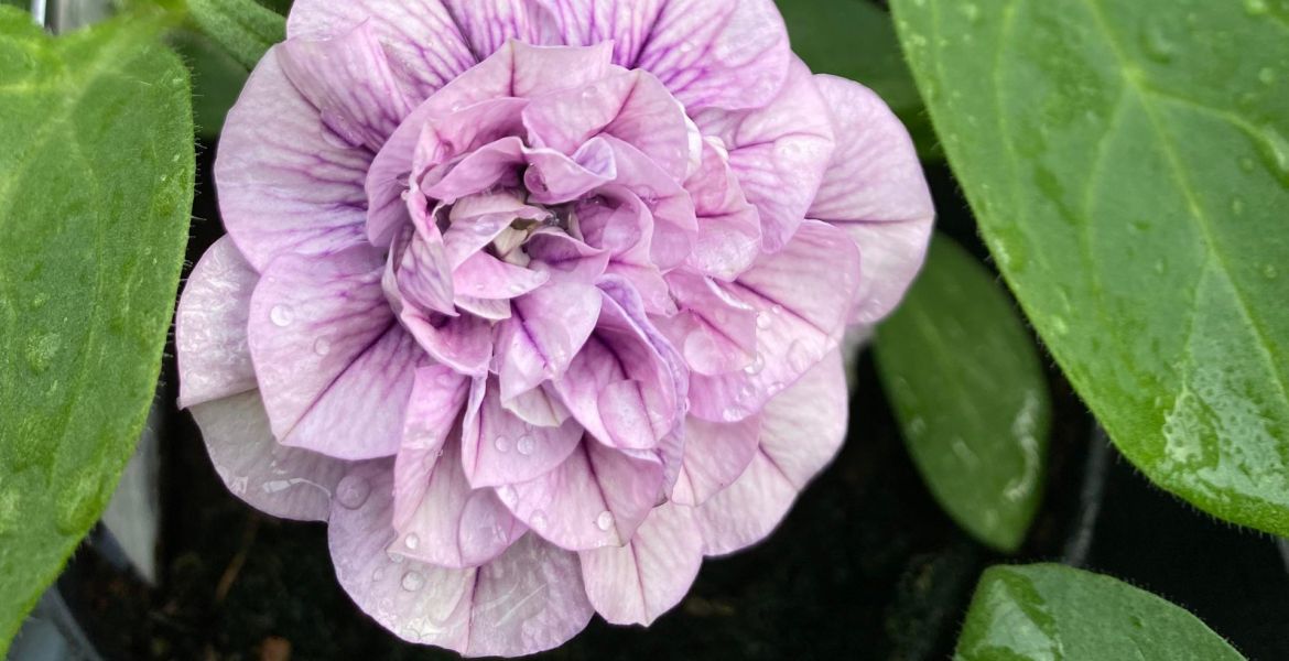 Surfina, sommarblomma, Annicas handelsträdgård